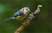 02_DSC0977_Blue_Tit_with_spider_web_94pc