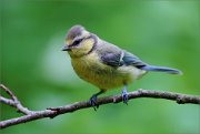 02_DSC1018_Blue_Tit_like_crested_72pc