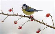 04_DSC4881_Blue_Tit_on_wild_rose_perch_71pc