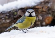 04_DSC7170_Blue_Tit_masque_view_61pc