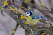 04_DSC7830_Blue_Tit_branches_78pc