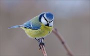 04_DSC8040_Blue_Tit_on_rubra_branch_75pc