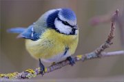 04_DSC8788_Blue_Tit_cloudy_96pc