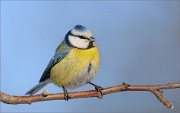 05_DSC0418_Blue_Tit_sky_blue_86pc