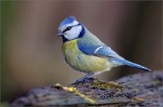 05_DSC8706_Blue_Tit_nyasha_86pc