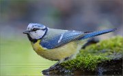 06_DSC3114_Blue_Tit_morning_treatment_93pc