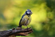 06_DSC3135_Blue_Tit_drama_100pc