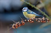 07_DSC3764_Blue_Tit_and_sea_buckthorn_55pc