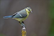 11_DSC4737_Blue_Tit_paleness_85pc