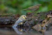 11_DSC4961_Blue_Tit_tailmometer_87pc