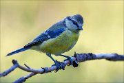 18_DSC2576_Eurasian_Blue_Tit_vacant_65pc