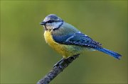 18_DSC3049_Eurasian_Blue_Tit_rigid_64pc