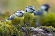 18_DSC3916_Eurasian_Blue_Tit_tribe_79pc