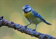 18_DSC4015_Eurasian_Blue_Tit_glum_83pc