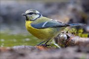 18_DSC5274_Eurasian_Blue_Tit_profound_68pc