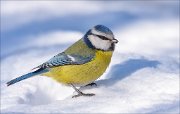 21_DSC6923_Eurasian_Blue_Tit_stringy_65pc