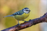 22_DSC8185_Eurasian_Blue_Tit_peep_50pc