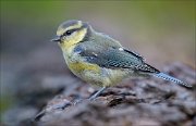 23_DSC7910_Eurasian_Blue_Tit_junior_80pc