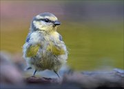 23_DSC7924_Eurasian_Blue_Tit_chested_65pc