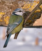 P1430533_fat_Blue_Tit_50pc