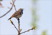 23_DSC3059_Bluethroat_jingle_20pc