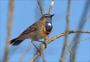 23_DSC3123_Bluethroat_estimate_40pc