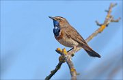 23_DSC3125_Bluethroat_40pc