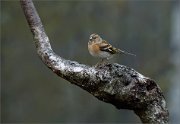 03_DSC1973_Brambling_on_strange_birch_trunk_70pc