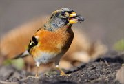 05_DSC6606_Brambling_oh_boy_98pc