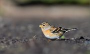 05_DSC6672_Brambling_the_choosen_one_82pc