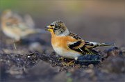 05_DSC6689_Brambling_transit_guest_94pc