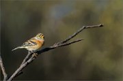 07_DSC1290_Brambling_fall_in_love_95pc