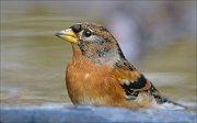 22_DSC9347_Brambling_wash_68pc