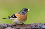 23_DSC0125_Brambling_flair_50pc