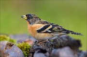 23_DSC0135_Brambling_blaze_78pc