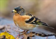 23_DSC0439_Brambling_bashful_112pc