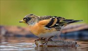 23_DSC0540_Brambling_delay_67pc