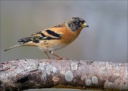 23_DSC0557_Brambling_atop_71pc