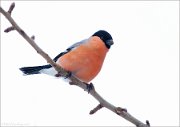 04_DSC7761_Bullfinch_highkey_22pc