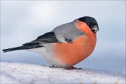 21_DSC7225_Eurasian_Bullfinch_velum_76pc