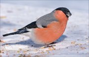 21_DSC7320_Eurasian_Bullfinch_scurry_89pc