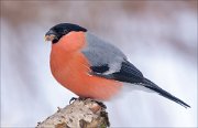 21_DSC7624_Eurasian_Bullfinch_tough_82pc