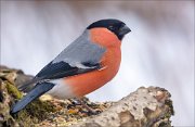 21_DSC7699_Eurasian_Bullfinch_point_76pc