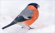 21_DSC7835_Eurasian_Bullfinch_pure_99pc