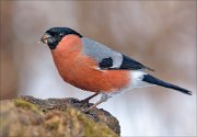 21_DSC8028_Eurasian_Bullfinch_slim_81pc