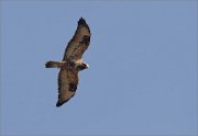 05_DSC8403_Buzzard_flight_look_30pc