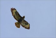 06_DSC3280_Buzzard_soar_29pc