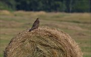 11_DSC7555_Buzzard_strawbale_40pc