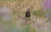 11_DSC7764_Buzzard_grassy_33pc