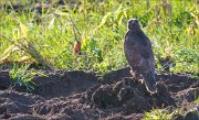 12_DSC0225_Buzzard_earthy_14pc